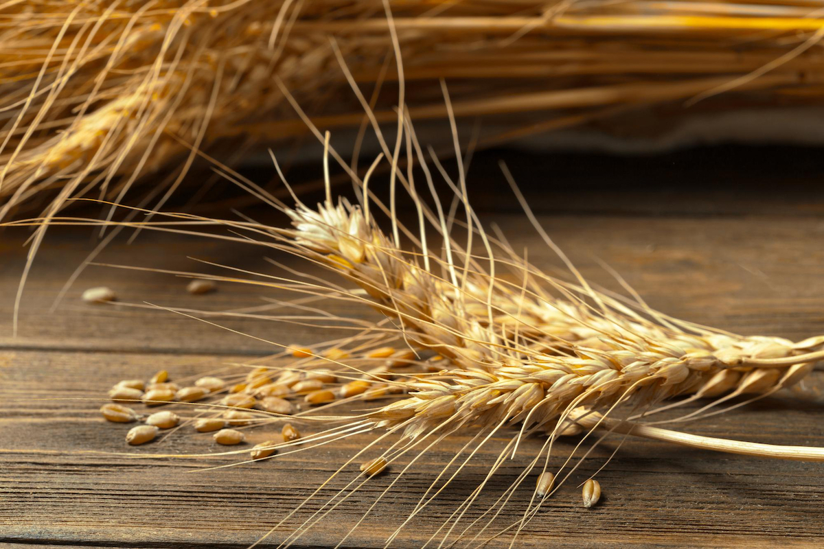 Produção de trigo recua no Sul e mercado global registra mudanças relevantes